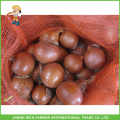 Onion From China For Export To Poland